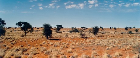 desert de kalahari namibie